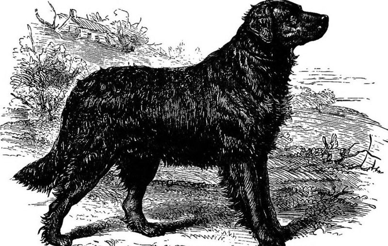 St. John's Water Dog