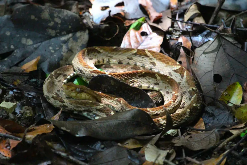 Fer-de-lance
