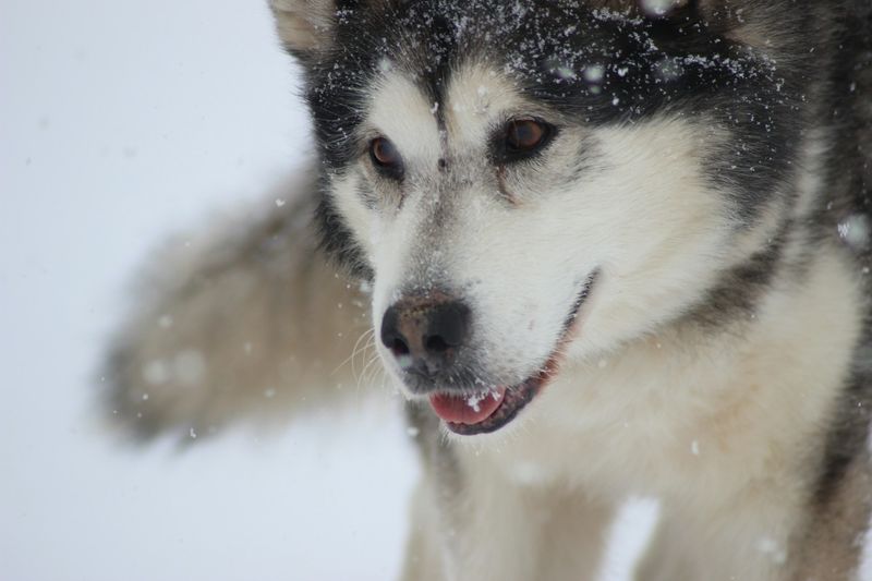 Resilient Spirit