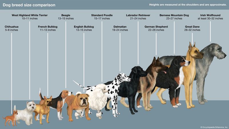 Breed-Specific Traits