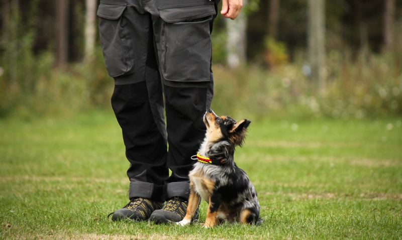 Training and Socialization