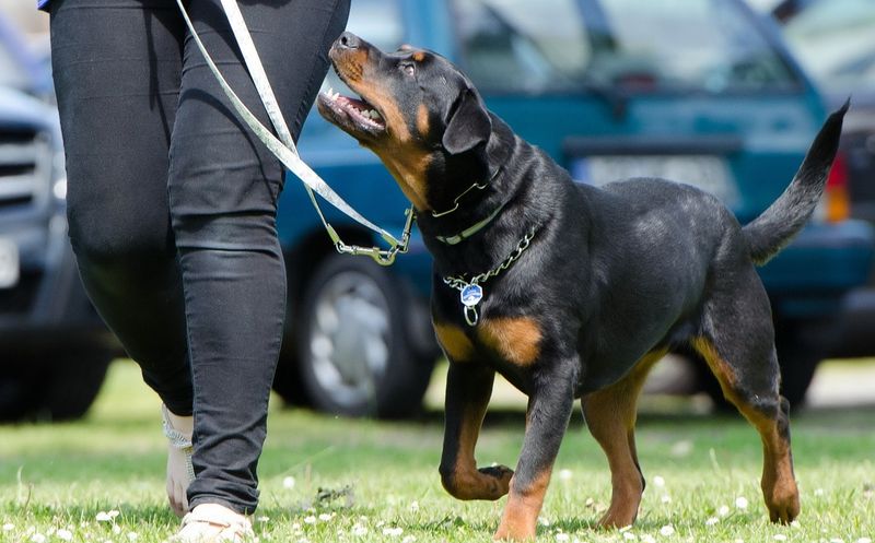 Rottweiler Training