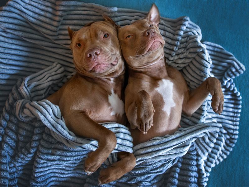 Breed-Specific Legislation