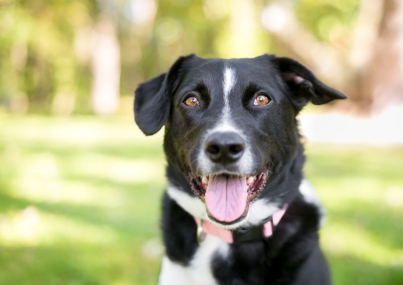 Lack of Breed-Specific Traits
