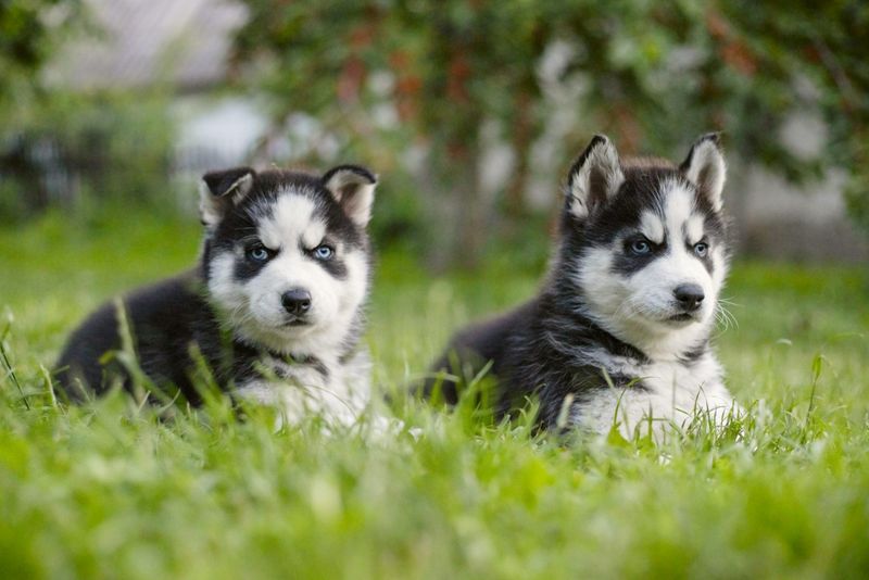 Mini Huskies and Other Pets