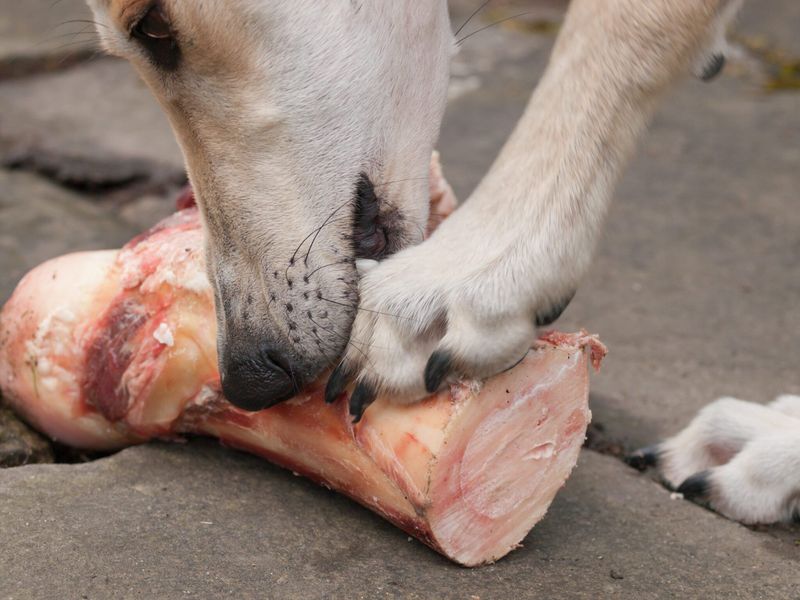 Raw Bones for Chewing