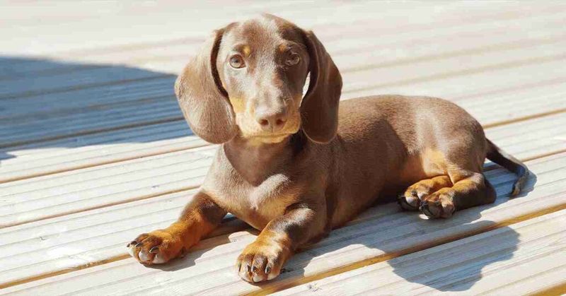 Minimal Grooming Needs