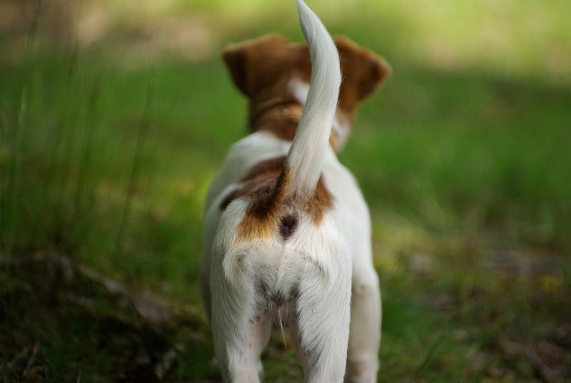 Feeling a Wagging Tail