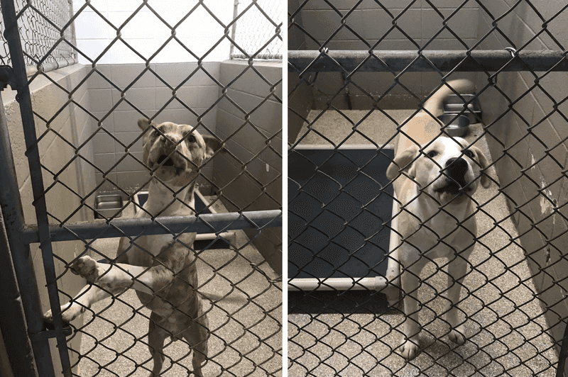 Dogs with Behavioral Issues