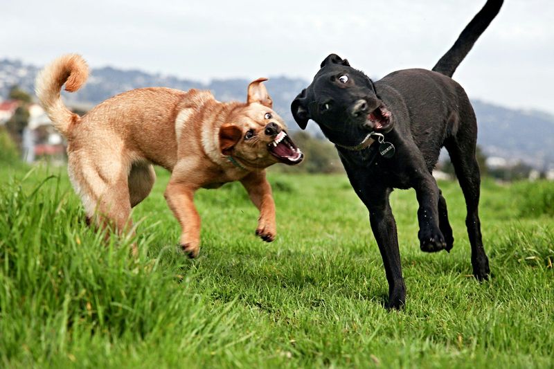 Aggressive Play Behavior
