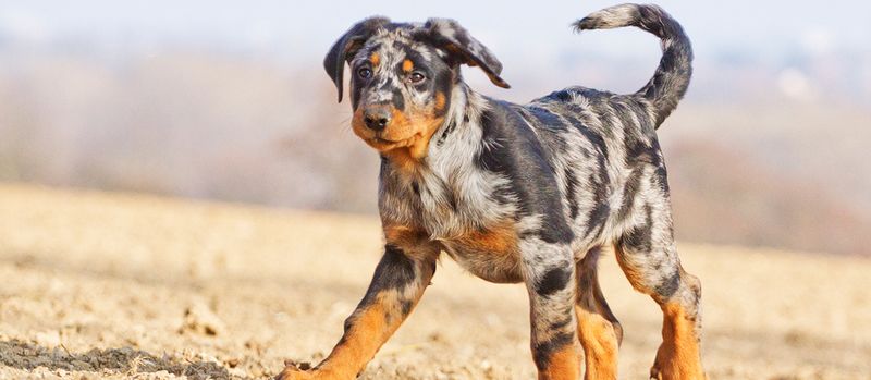 Temperament and Personality