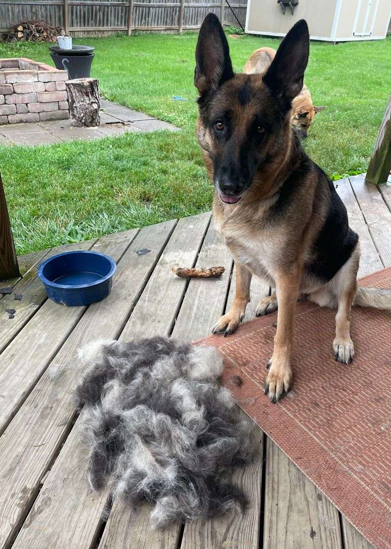Shedding and Grooming