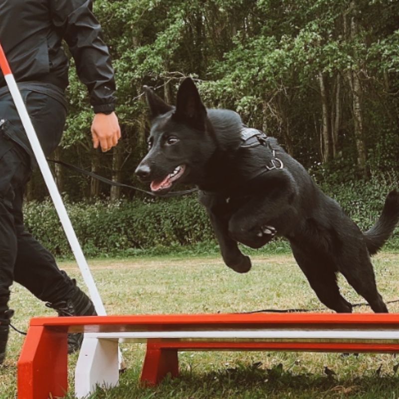 Remarkable Trainability