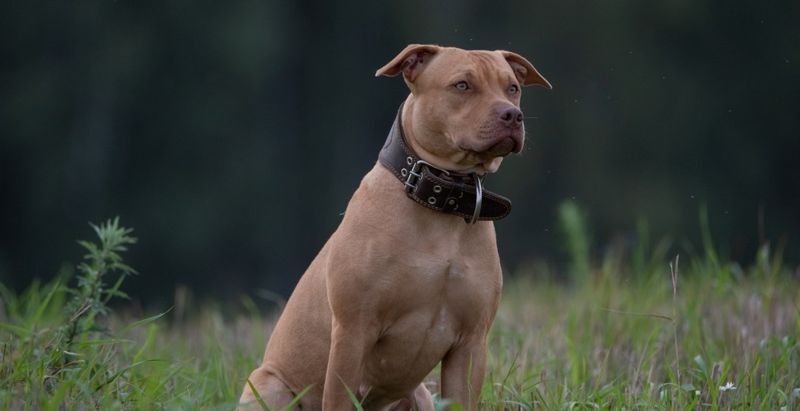Loyal and Protective Nature