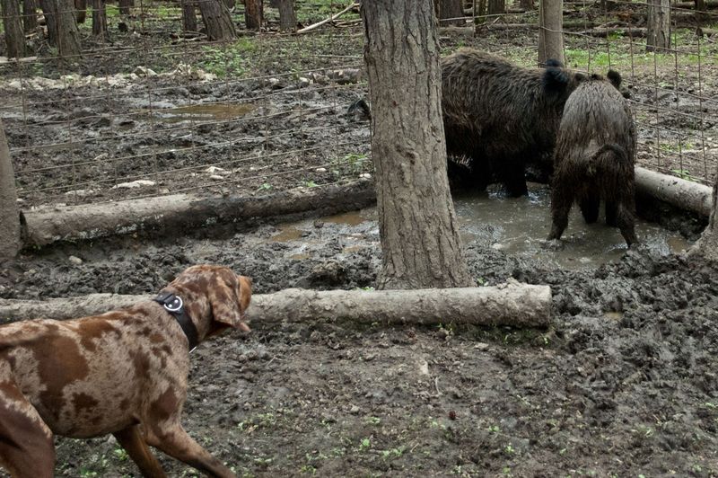 Keen Hunting Instincts