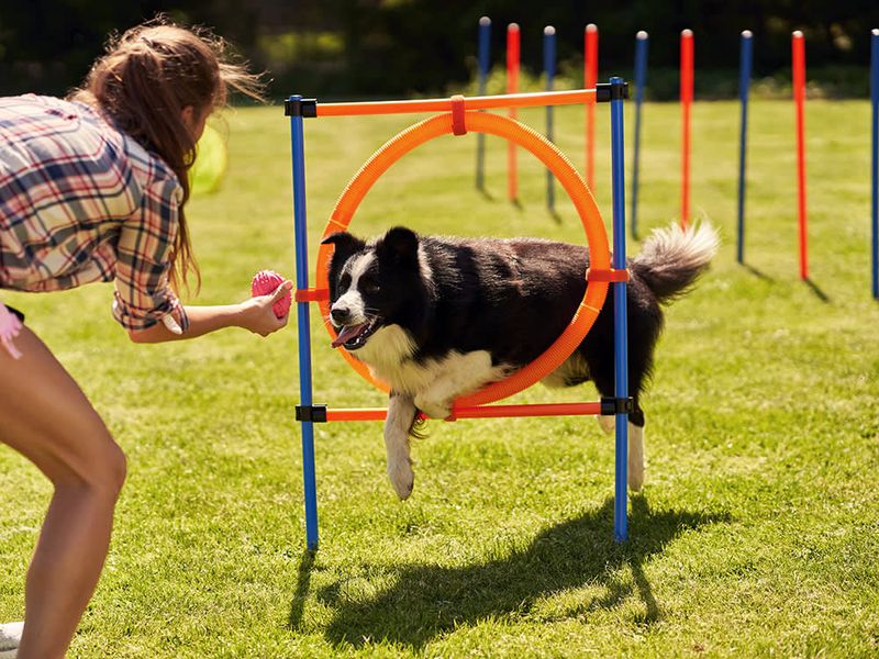 Agility Course Fun