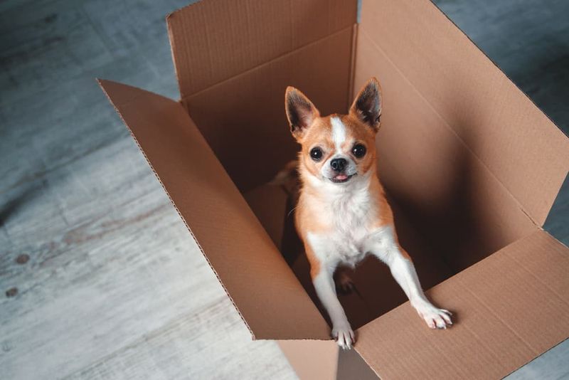Cardboard Treat Maze