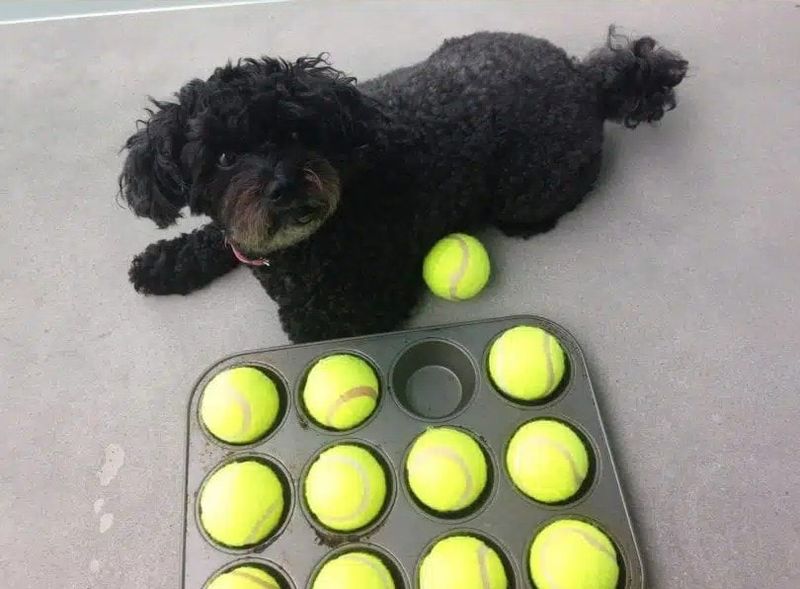 Muffin Tin Puzzle