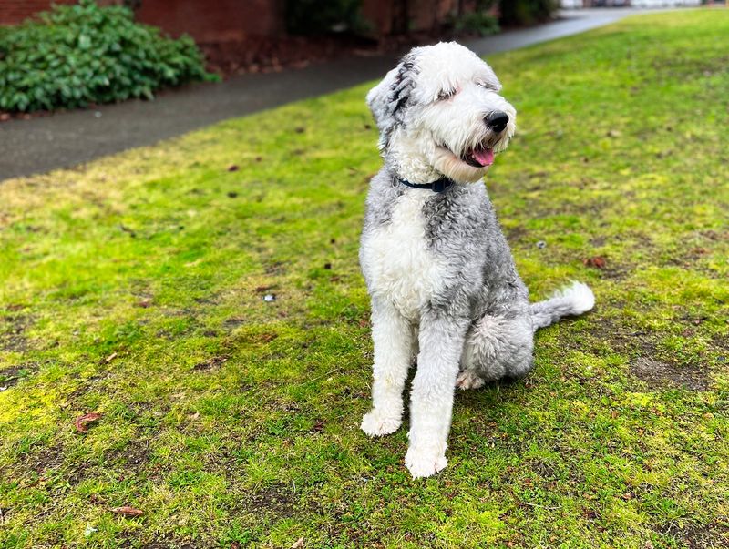 Sheepadoodle