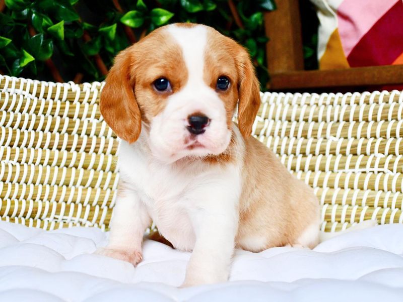 Beaglier