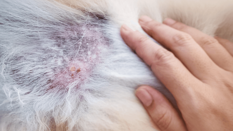 Allergic Dermatitis