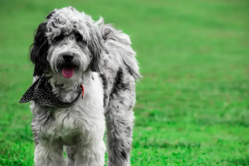 Barking Tendencies