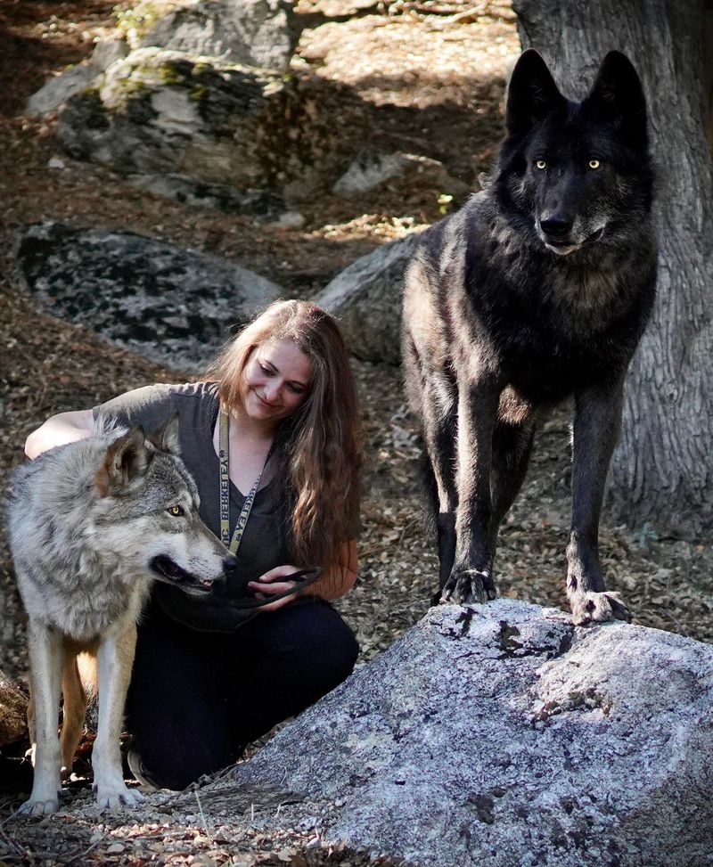Bonding with Your Wolfdog