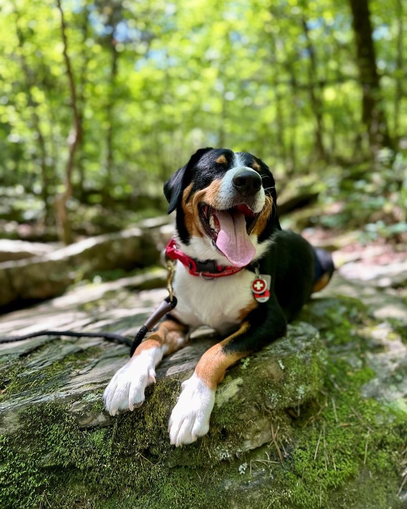 Entlebucher Mountain Dog