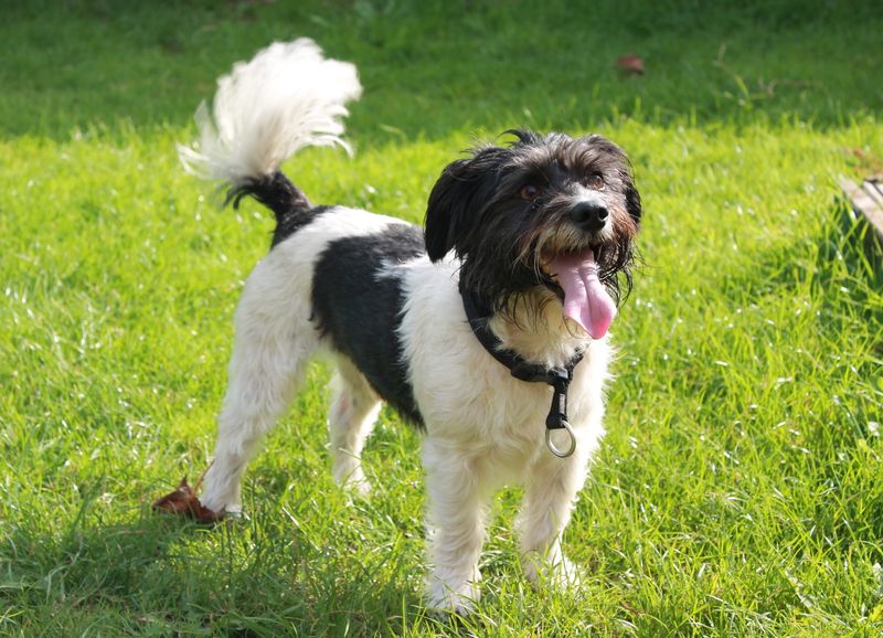 The Wagging Tail