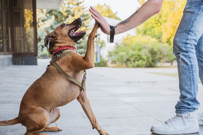 Positive Reinforcement Techniques