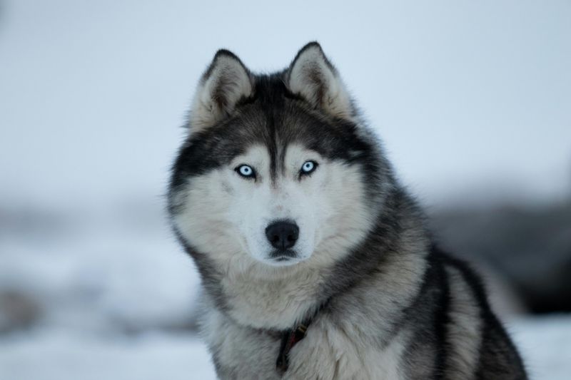 Striking Blue Eyes