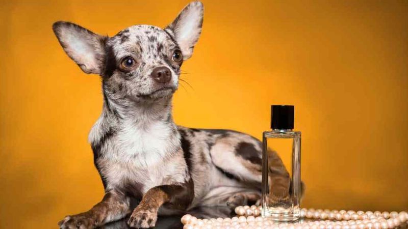 Strong Perfumes and Chemicals