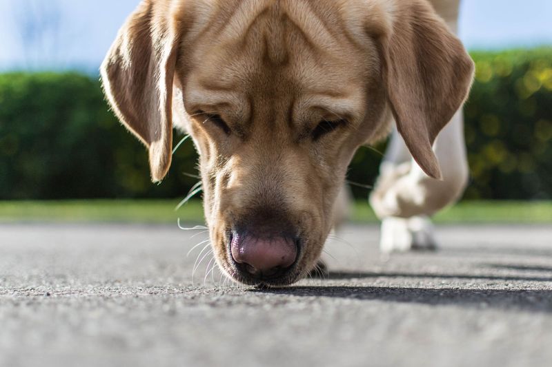 Sniffing Everything