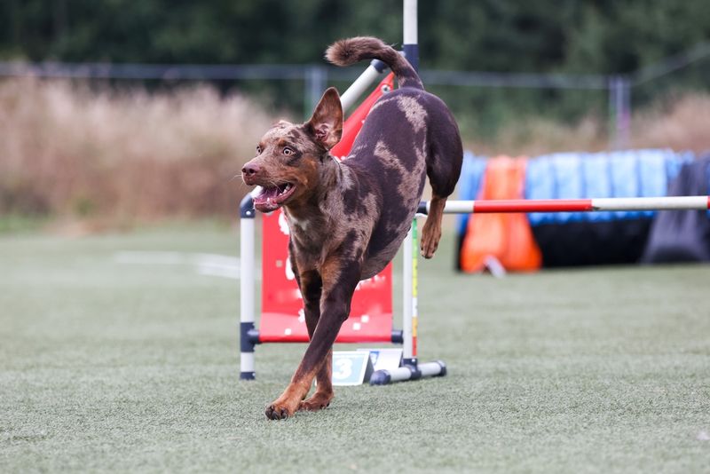 Training and Socialization