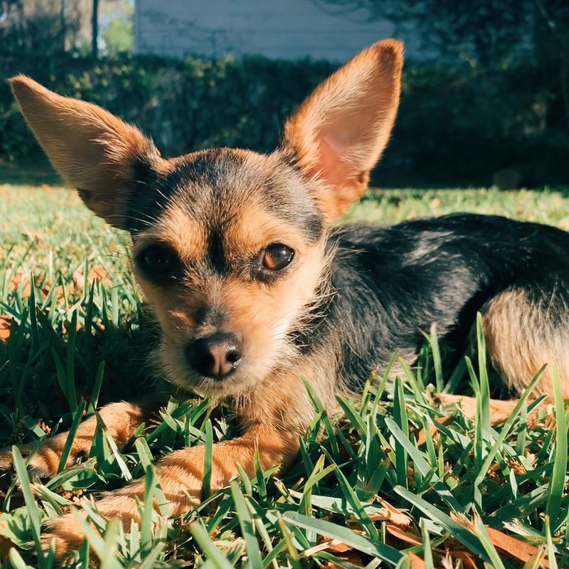Chorkie