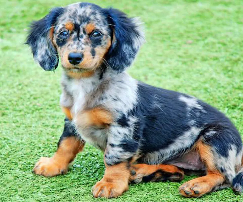Doxiedoodle