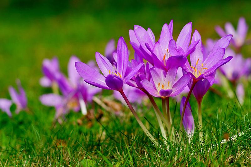 Autumn Crocus