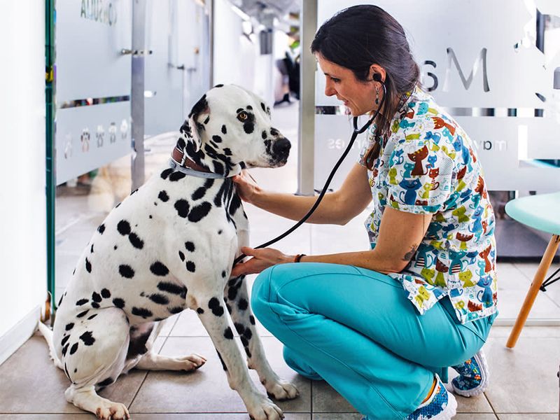 Routine Vet Visits