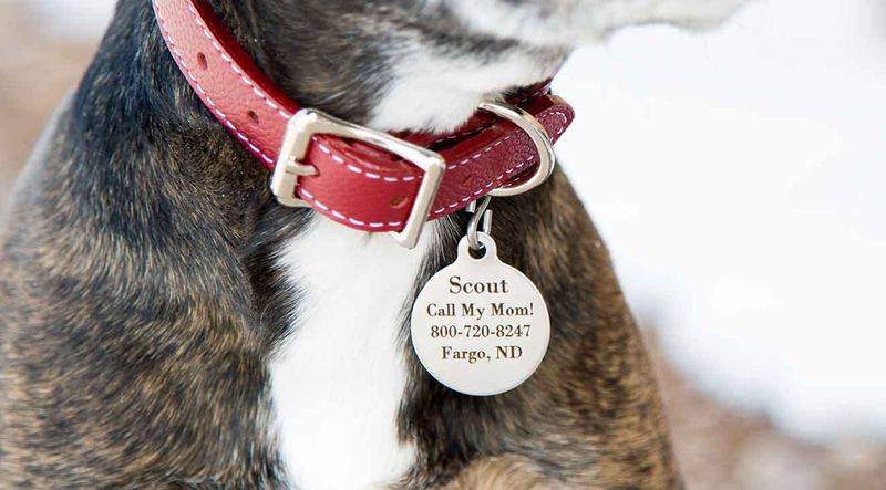 Identification: Tags and Microchip