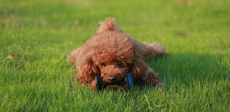 Playful Personality