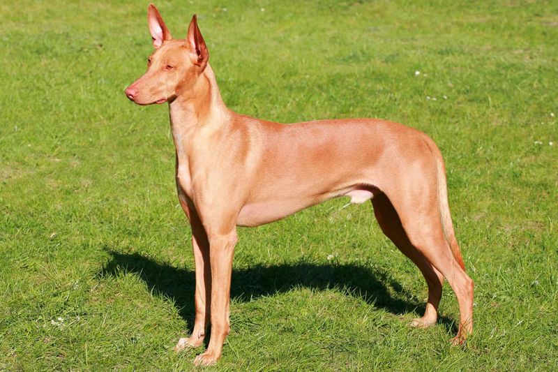 Pharaoh Hound