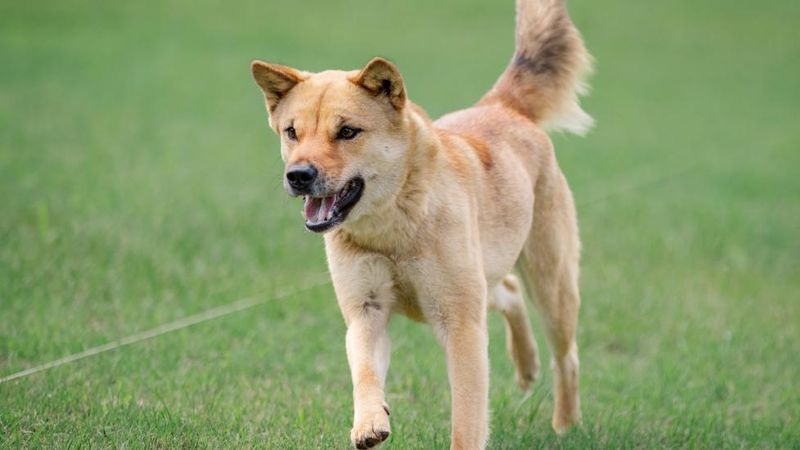 Korean Jindo