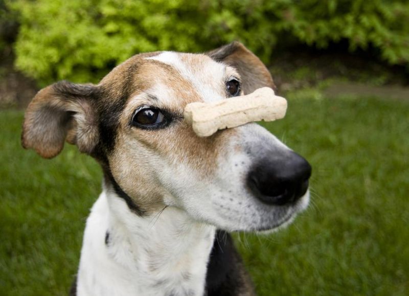 Overindulgence with Treats