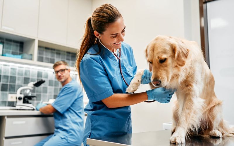 Skipping Regular Vet Visits