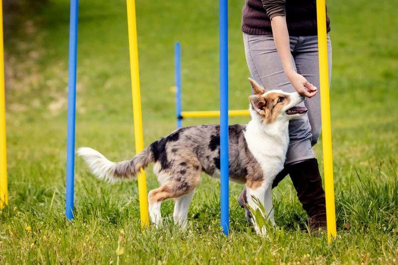 Underestimating Breed Differences