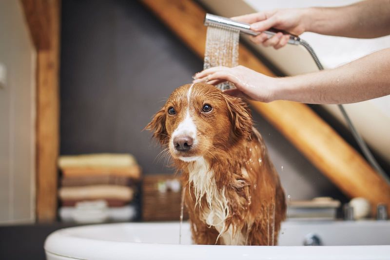 Overlooking Grooming Needs