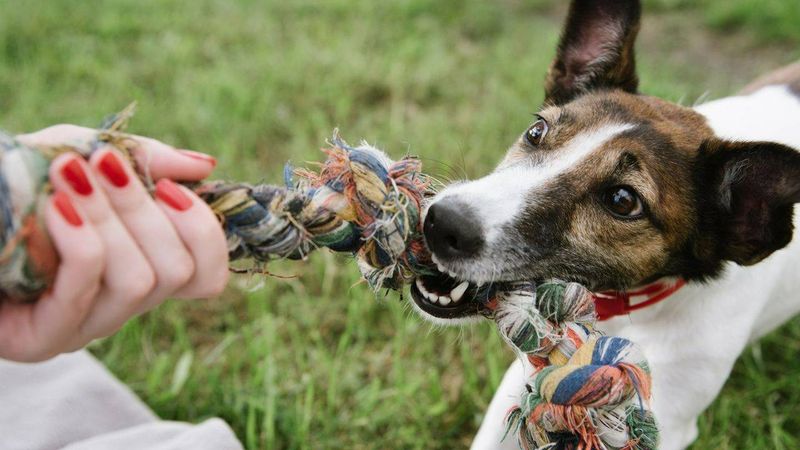 Playing Tug of War