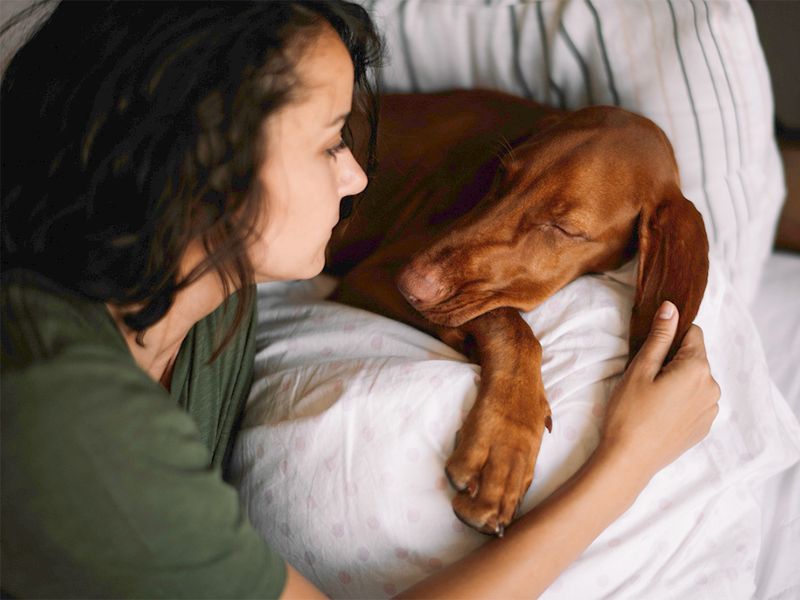 Dogs' Reaction to Waking from Dreams