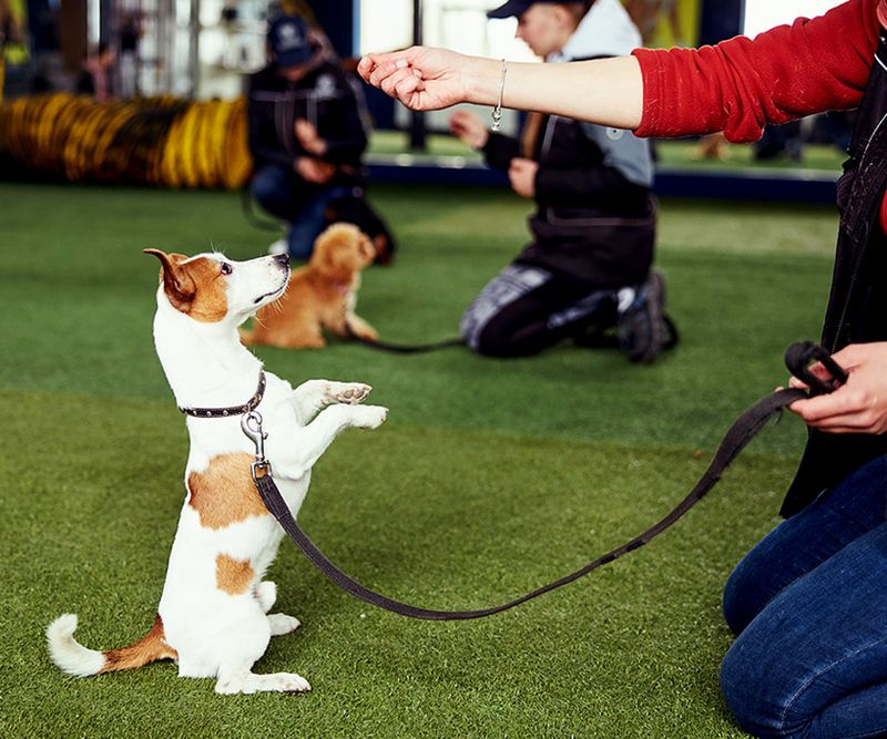 Not Tailoring Training to the Dog