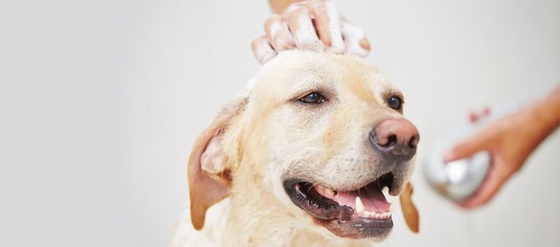 Using Human Shampoo